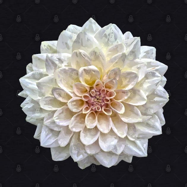 Pretty white Dahlia Botanical Bee Flower Annual Garden by BurunduXX-Factory